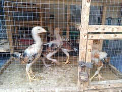 Qandhari aseel chicks