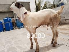 دو
