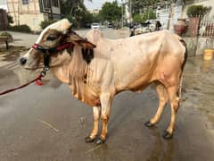 cow for sale