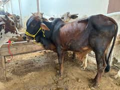 cow for sale