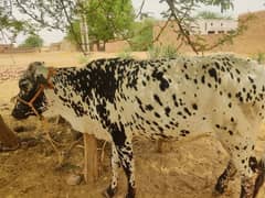 cow
