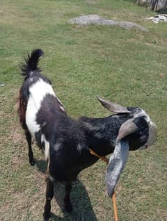 Bakra for sale 95000.  demand