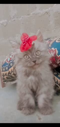 Persian