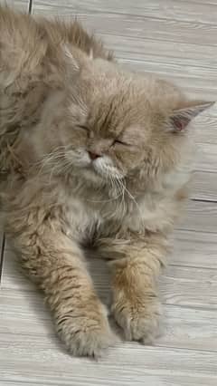 Persian Male Cat (Tom)