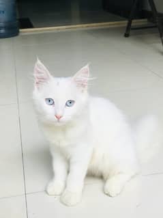 Persian kitten