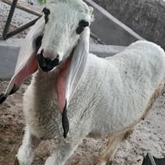 Kajla
