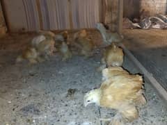Heavy Golden Buff 1.5 Months Old Chicks Available