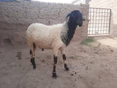 Naturally Raised Qurbani Animals – Goat & Sheep for Sale in Multan