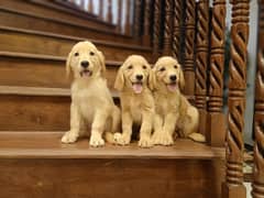 Golden retriever puppies for sale