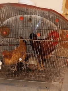 Murga Murgi Chicken Hens
