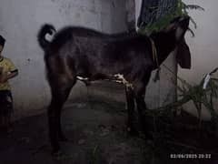 Bakra for qurbani