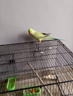 Ringneck talkative parrot 3 years