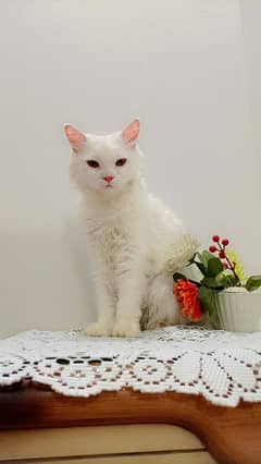 Persian cat