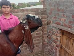 Goat/