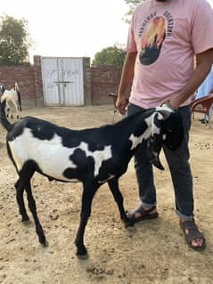 bakra