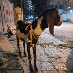 Do Dant Desi Bakra