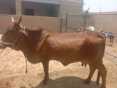 cow
