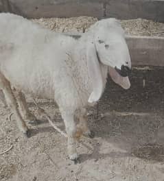kajla