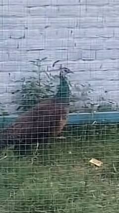 Peacock