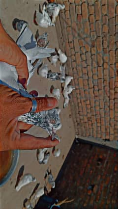 pigeons