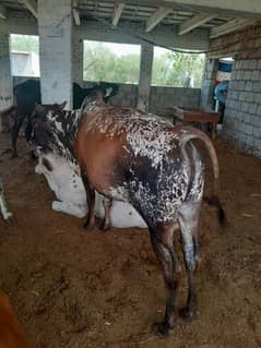 animal