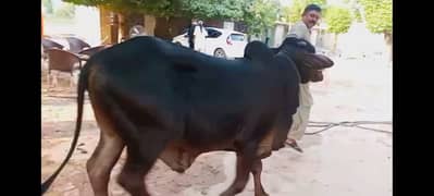 Sahiwal Bachra/Cow/Bull/Wacha/Black Bull/Black bull Sahiwal/Sahiwal bu