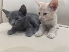 2 months old  kittens