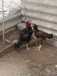 Pure old blood line Aseel mianwali zero size and his female