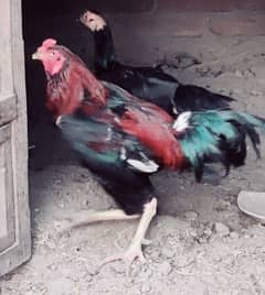 اصلی اسیل مرغا برائے فروخت