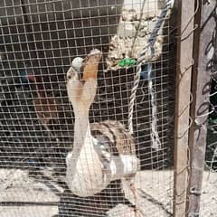 duck
