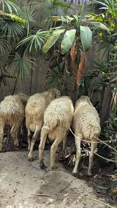 #Sheep#Qurbani#BariEid