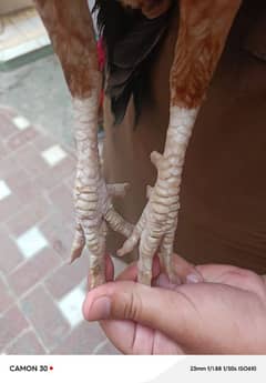 Aseel mianwali Reza murghi