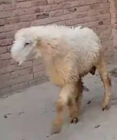 do dumbbe hain dumba ghar ka Pala Hua Hai