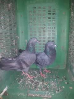 hara female only available