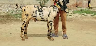 qurbani ke liye Bakra far sale. ,,,03417316113,,,,