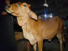 cow