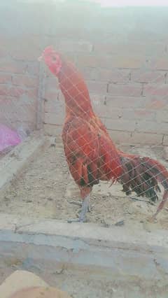 Bharmi Murga Pakoye females.