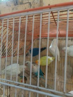 LoveBirds 5 pairs Deal