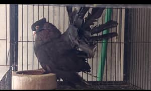 American Breeder Male and Female