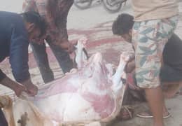 butcher