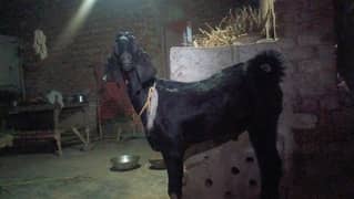Bakra