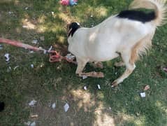 Bakra 2 dand