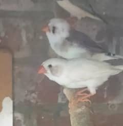 finches