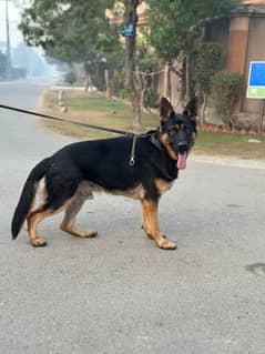 Pedigreed GSD for Sale
