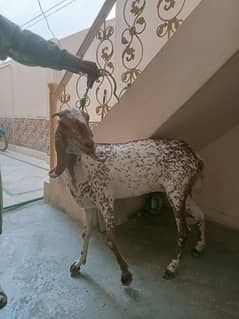 Bakri for sale 2 dant