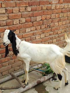 fresh 2 dant desi bkry munasib rate 95000 jori ka