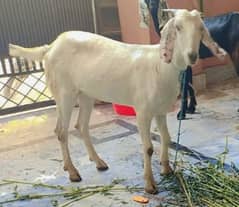 Desi Bakra (Donda)