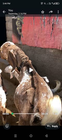 bakra available for sale