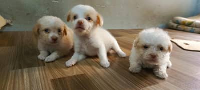 Dogs Puppies For sale