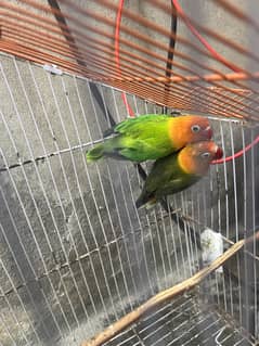 love bird for sell
